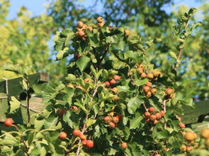 种植“摇钱树” 六棵中草药收入三千元，能否成为农民致富新路径？