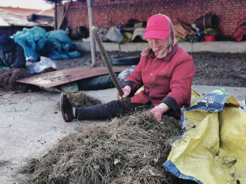 栽种中草药 播下致富梦
