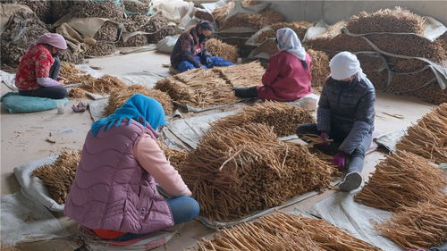 金融活水润陇原 甘肃以精准信贷为中草药收购注入“强心剂”