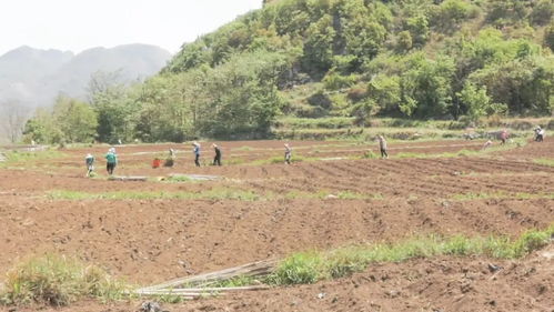 关岭普利乡 春耕正当时 中药材种植与收购双线并进