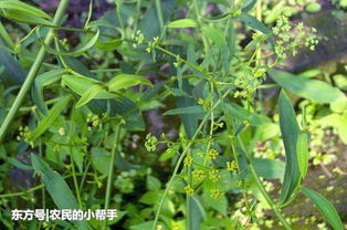 田间地头的“黄金草”——车前草的价值与启示