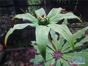 从深山苗圃到金色药篮 云南片马小镇的中草药致富路