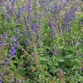 诚信经营，广销优质药苗 山东丹参苗、黄芩苗热销全国，欢迎预定