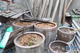 法治浙江视角下的中草药收购 规范与繁荣的双重使命