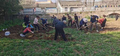 河南鲁山 三万亩中药材成为群众致富良方，铺就乡村振兴新“药”路