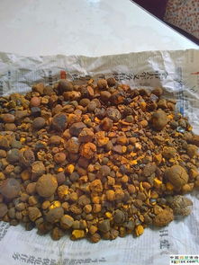 天然牛黄求购指南 价格行情与中国药材市场机遇