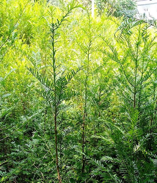 鹤峰县世茂苗木 园林绿化苗木与中草药收购的双轮驱动