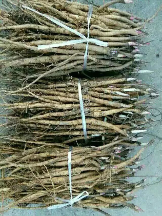 亳州中药材收购与油用牡丹产业发展探析