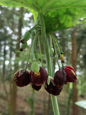 坭坝乡 林下药材种出“致富方”，生态经济拓宽振兴路