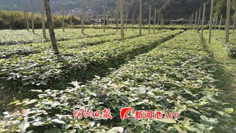 广西凤山 跻身首批广西中药材示范基地，中草药收购迎来新机遇