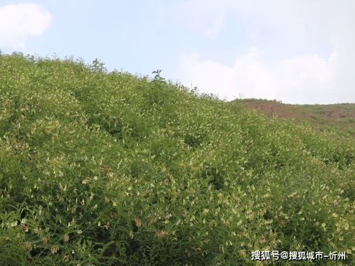 山西产业扶贫产品展播 代县中药材，中草药收购的致富良方