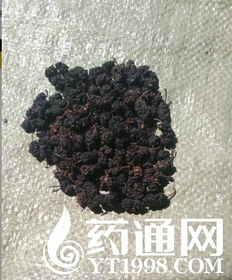 桑椹行情走弱 安徽太和李兴镇市场观察与中草药收购策略